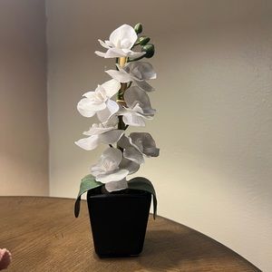 Adorable little plant for home decor!